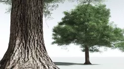 EVERYPlant English Oak 04 --18 Models-- 3D model