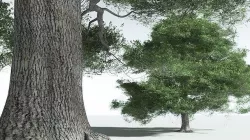 EVERYPlant English Oak 05 --18 Models-- 3D model
