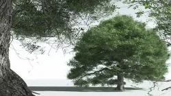 EVERYPlant English Oak 06 --18 Models-- 3D model