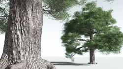 EVERYPlant English Oak 08 --18 Models-- 3D model