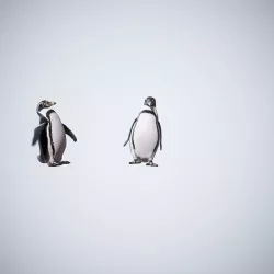 Happy Penguins - Animated 3D model