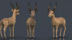 Impala Low-poly 3D model