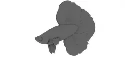 Japanese Fighting Fish 3D model