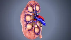 kidney intersection anatomy  Low-poly 3D model