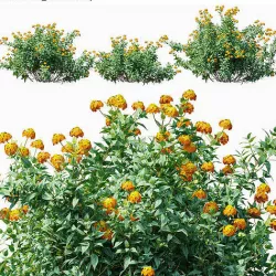 Lantana camara 3D model