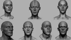 Male Female Head Collection 3D model