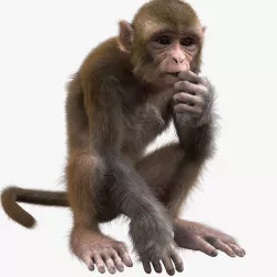 Monkey With Realistic Fur  3D model