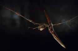 Pteranodon skeleton