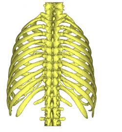 rib cage printable 3d models 【 STLFinder