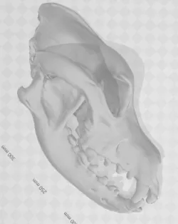 Rodhesian Skull