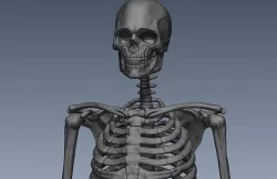 Skeleton hige poly model 3D model