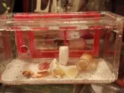 Small Test Tube Formicarium Ant Farm