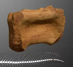 Spinosaurus Tail Vertebra