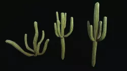 Stylized cactus large low poly  Low-poly 3D model