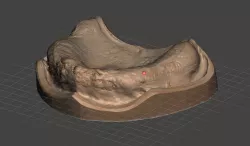 toothless jaw model