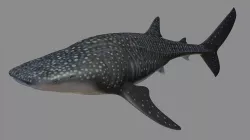 Whale shark rigged and animated for Cinema 4d Low-poly 3D model