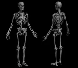 Anatomical Human Skeleton 3D model