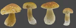 Bolete Mushroom Pack 1 Low-poly 3D model