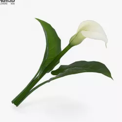 Calla Lily 3D model