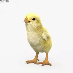 Chick HD 3D model