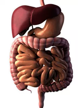 Digestive system 3D model