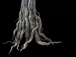 Game Model - Kashayana Buddha Forest Big Tree Root 3D model