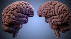 High Resolution 8k Human Brain  System Pack 3D model