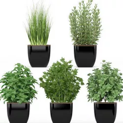 Plants collection 232 3D model