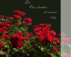 A set of textures of rose bushes PNG Texture