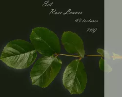 A set of textures of rose Leaves PNG Texture