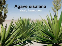 Agave sisalana 3D model