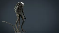 Alien Xenomorph 3D model