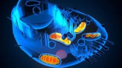 animal cell anatomy 3D model