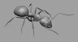 Ant Ant 3D model