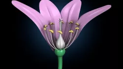 anther flower 3D model