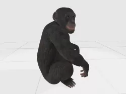 ape monkey  3D model