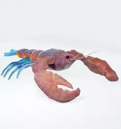 Atlantic colorful Lobster rigged 3D Model 3D model