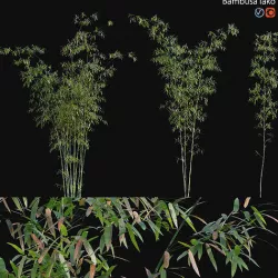 Bamboo - Bambusa lako 02 3D model