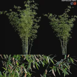 Bamboo - Bambusa lako 3D model