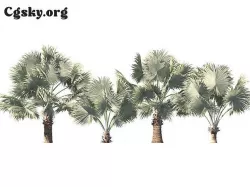 Bismarckia nobilis - Silver Bismarck Palm 3D model