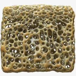 Bone Matrix Rectangle 3D model