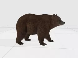 brown bear  3D model