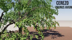 CHERRY  3D model