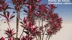 Cordyline rubra 3D model