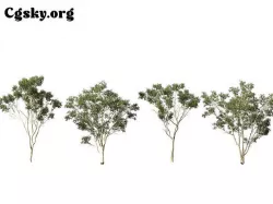 Corymbia citriodora - lemon-scented gum 02 3D model