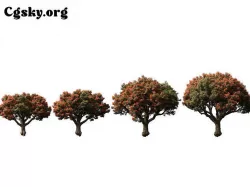 Corymbia ficifolia - the red flowering gum 3D model