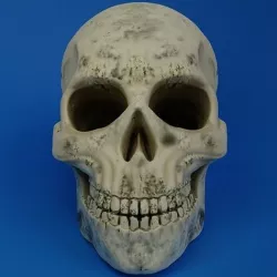 Craneo 3D model