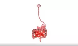 Digestive System 3D model
