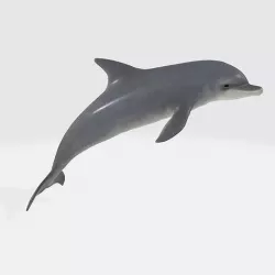 dolphin 3D model