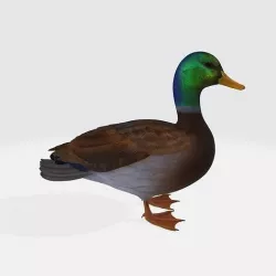 duck -ordinary- 3D model